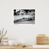 Stinson Brook Birchfall Poster (Küche)