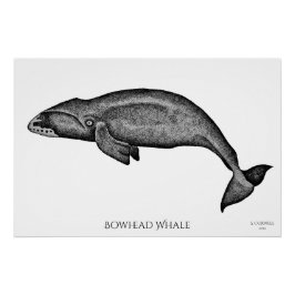 Stippling Art Bowhead Whale Poster