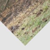 Stirling Skye Seidenpapier (Ausschnitt)