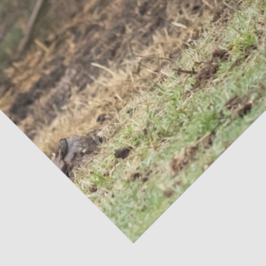 Stirling Skye Seidenpapier (Ausschnitt)