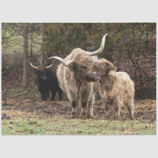 Stirling Skye Seidenpapier (Vorderseite)