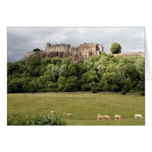 Stirlings-Schlossschafe