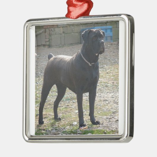 Stock corso full.png silbernes ornament (Links)