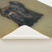 Stock Corso - italienischer Mastiff Sherpadecke (3/4)