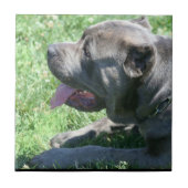 Stock Corso Keramik-Fliese Fliese (Vorderseite)