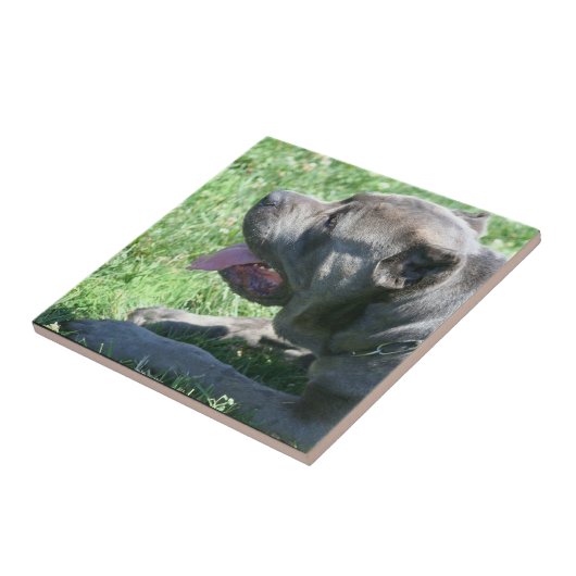 Stock Corso Keramik-Fliese Fliese (Seite)