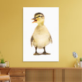 Stockente (Anas platyrhynchos) Leinwanddruck (Insitu (Wohnzimmer))