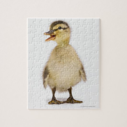 Stockente (Anas platyrhynchos) Puzzle (Vertikal)