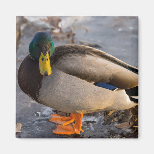 Stockente auf Eis Magnet