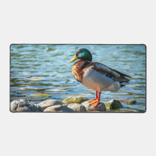 Stockente auf Uferfelsen am See Schreibtischunterlage