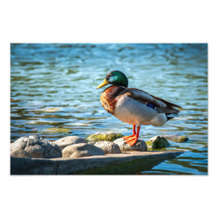 Stockente auf Uferfelsen am See stehend Fotodruck