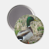Stockente B12 Magnet (Vorderseite/Rückseite)