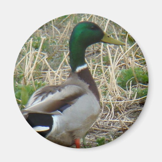 Stockente B12 Magnet (Vorne)