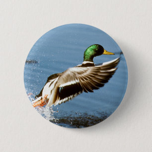 Stockente Drake nimmt Flug Button