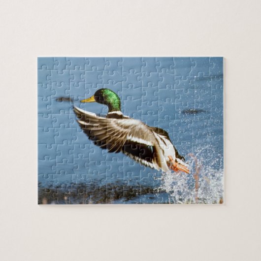 Stockente Drake Puzzle (Horizontal)
