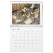 Stockente Duckings Kalender (Mär 2026)
