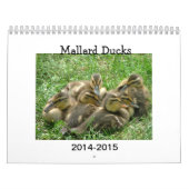 Stockente Duckings Kalender (Titelbild)