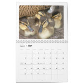 Stockente Duckings Kalender (Mär 2027)