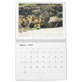 Stockente Duckings Kalender (Feb 2027)