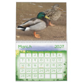 Stockente duckt Kalender (Mär 2027)