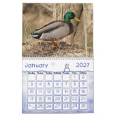 Stockente duckt Kalender (Jan 2027)