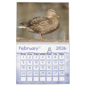 Stockente duckt Kalender (Feb 2026)