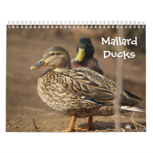 Stockente duckt Natur-Kalender Kalender