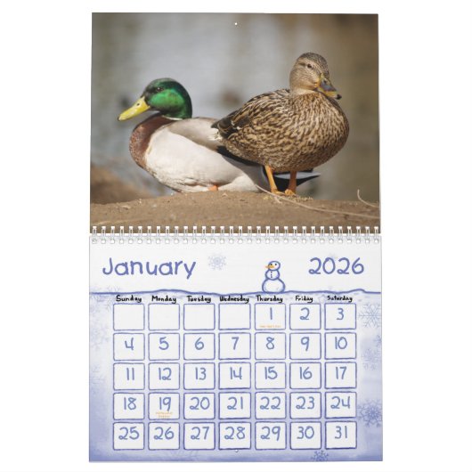 Stockente duckt Natur-Kalender Kalender (Jan 2026)