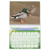 Stockente duckt Natur-Kalender Kalender (Mär 2026)