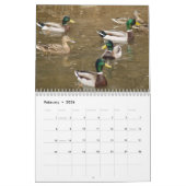 Stockente duckt Sportler-Kalender 2014 Kalender (Feb 2026)