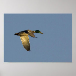 Stockente fliegt in offenem Himmel Leinwandbild Poster