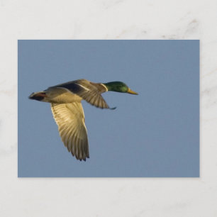 Stockente fliegt in offenem Himmel Postkarte