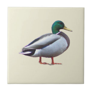 Stockente-Foto-Kachel Fliese