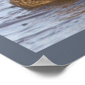 Stockente Foto Poster (Ecke)