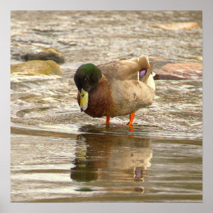 Stockente Foto Poster