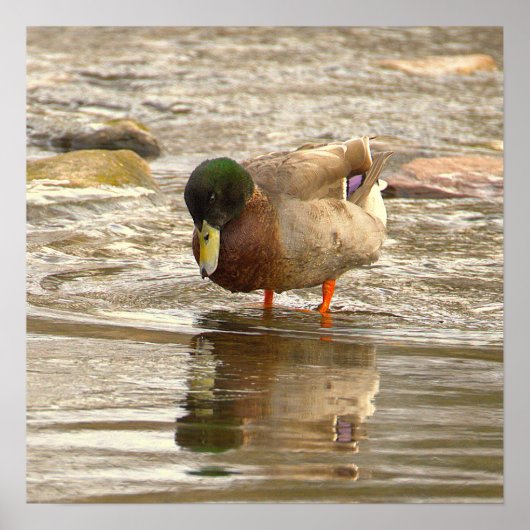 Stockente Foto Poster (Vorne)