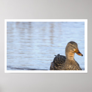Stockente Foto Poster
