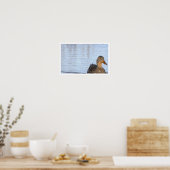 Stockente Foto Poster (Küche)