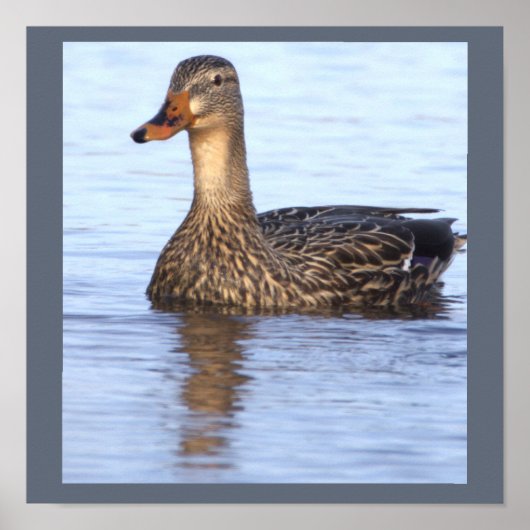 Stockente Foto Poster (Vorne)