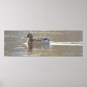 Stockente Foto Poster