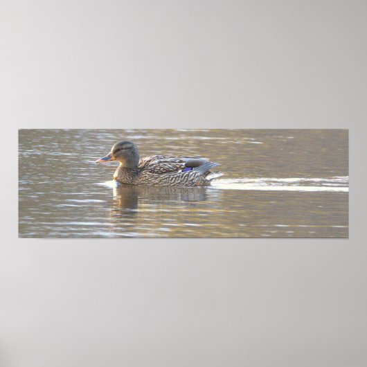 Stockente Foto Poster (Vorne)
