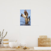 Stockente Foto Poster (Küche)