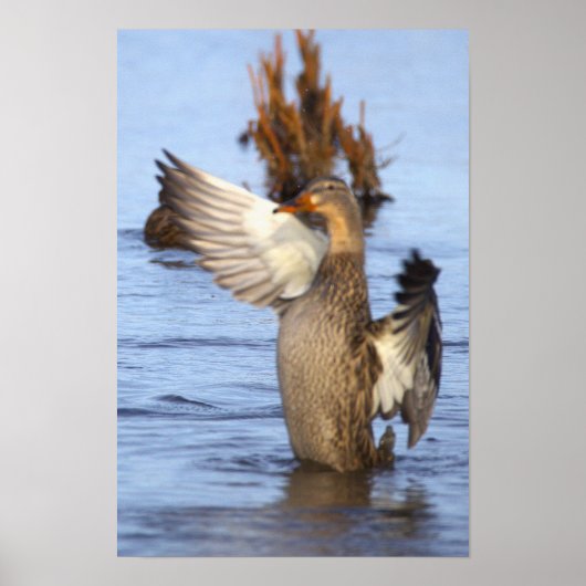 Stockente Foto Poster (Vorne)
