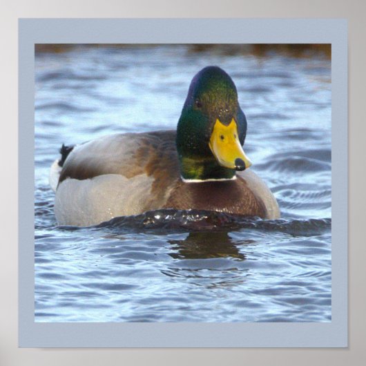 Stockente Foto Poster (Vorne)
