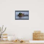 Stockente Foto Poster (Küche)