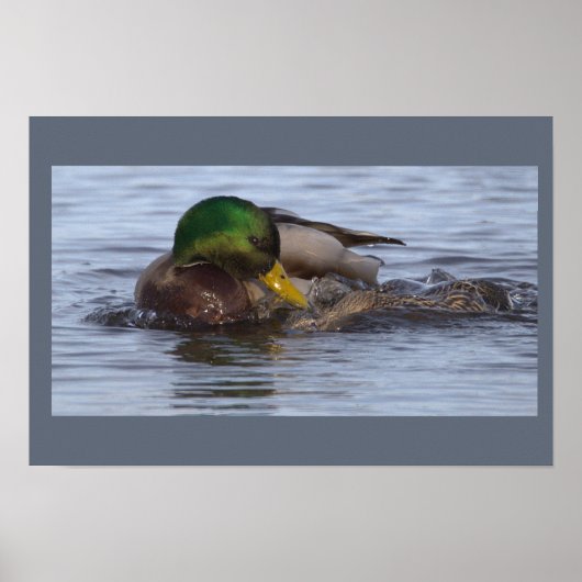 Stockente Foto Poster (Vorne)