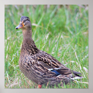 Stockente Foto Poster