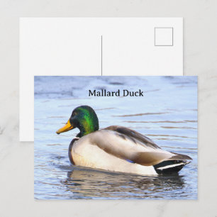 Stockente Foto Postkarte
