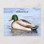 Stockente Foto Postkarte (Vorderseite)