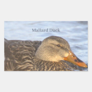 Stockente Foto-Sticker Rechteckiger Aufkleber